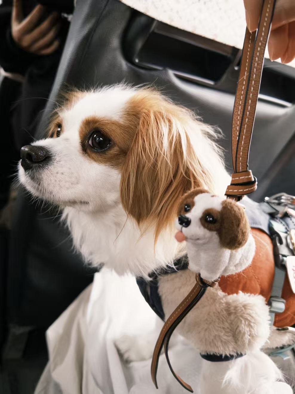 King Charles Spaniel wool pet charm with real pet photo comparison